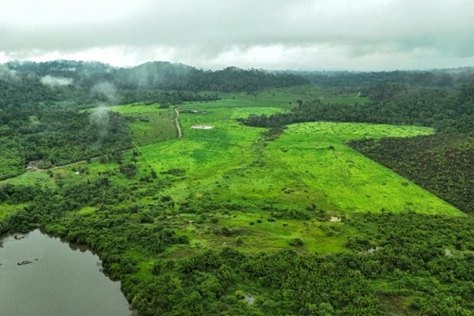 Deutschland sagt eine Milliarde Euro für Waldfonds TFFF zu