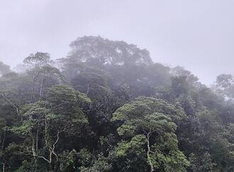 EU-Staaten bei Entwaldungsverordnung einig