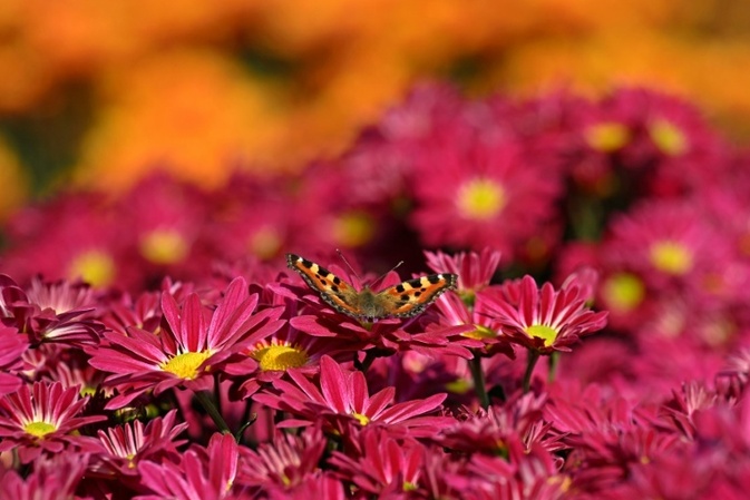 Dunkler Wiesenknopf-Ameisenbläuling ist Schmetterling des Jahres 2026