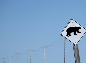 Elf Verletzte bei Angriff von Grizzlybär auf Schulgruppe in Kanada