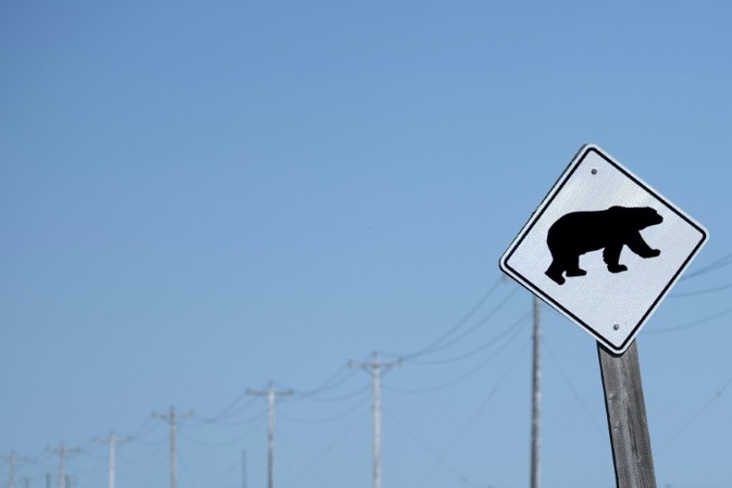 Elf Verletzte bei Angriff von Grizzlybär auf Schulgruppe in Kanada