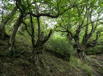 Iran bittet Ausland um Hilfe im Kampf gegen Feuer in Unesco-Welterbe-Wald
