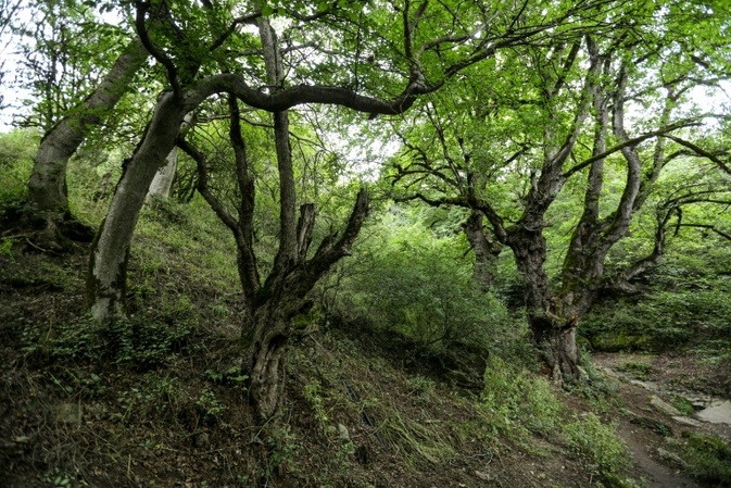 Iran bittet Ausland um Hilfe im Kampf gegen Feuer in Unesco-Welterbe-Wald