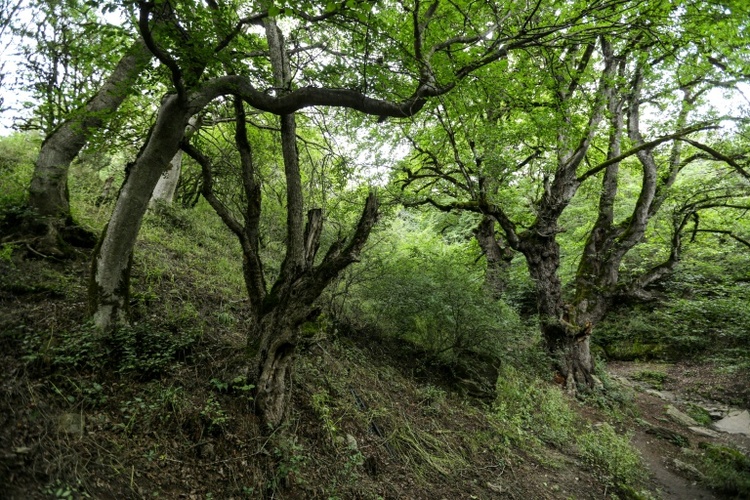 Iran bittet Ausland um Hilfe im Kampf gegen Feuer in Unesco-Welterbe-Wald