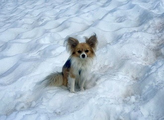 Studie: Die meisten Hunde haben etwas Wolfs-DNA - auch kleine Chihuahuas