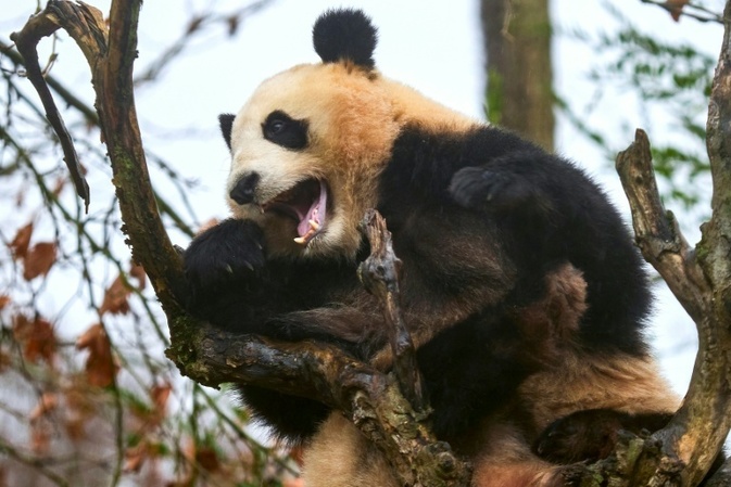 Pandapärchen kehrt aus Frankreich nach China zurück