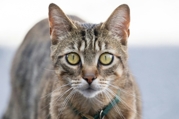 Später als gedacht: Hauskatze erreichte Europa erst vor 2000 Jahren