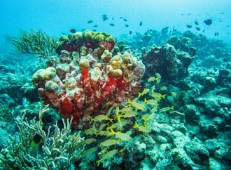 Flughafen Hamburg: Acht geschützte Korallen in Gepäck von Urlauberin entdeckt 