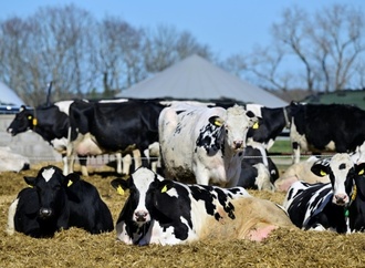 Entlaufene Kuhherde legt vorübergehend Autobahnverkehr in Rheinland-Pfalz lahm
