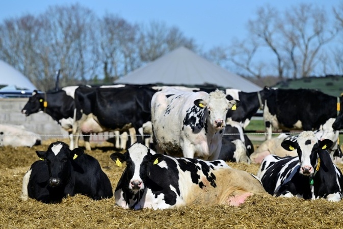 Entlaufene Kuhherde legt vorübergehend Autobahnverkehr in Rheinland-Pfalz lahm