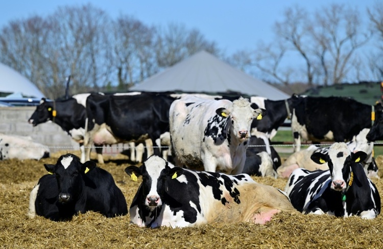 Entlaufene Kuhherde legt vorübergehend Autobahnverkehr in Rheinland-Pfalz lahm