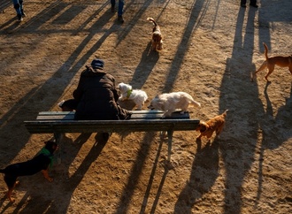 Rechtsstreit um Zwergspitz: Klägerin bekommt Hund von Bekannter nicht zurück