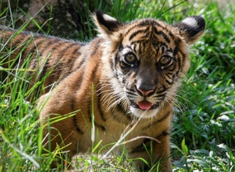 Nachwuchs im Heidelberger Zoo: Zwei Sumatra-Tiger geboren
