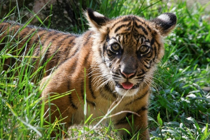 Nachwuchs im Heidelberger Zoo: Zwei Sumatra-Tiger geboren