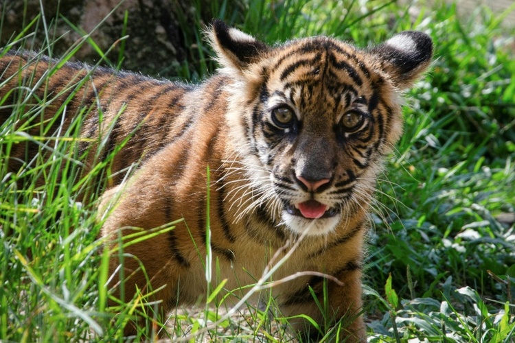 Nachwuchs im Heidelberger Zoo: Zwei Sumatra-Tiger geboren