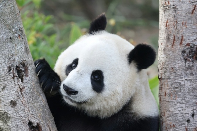 Macron erhält auf Staatsbesuch in China Zusage für neue Pandas