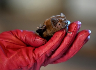 Fledermaus an Düsseldorfer Flughafen ''notgelandet'' - Zoll rettet geschütztes Tier