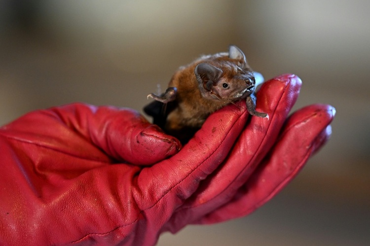 Fledermaus an Düsseldorfer Flughafen 