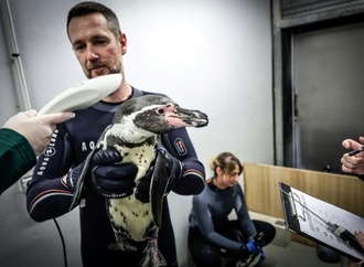 Schlangestehen beim Tierarzt: Pinguine im Pariser Zoo gegen Vogelgrippe geimpft