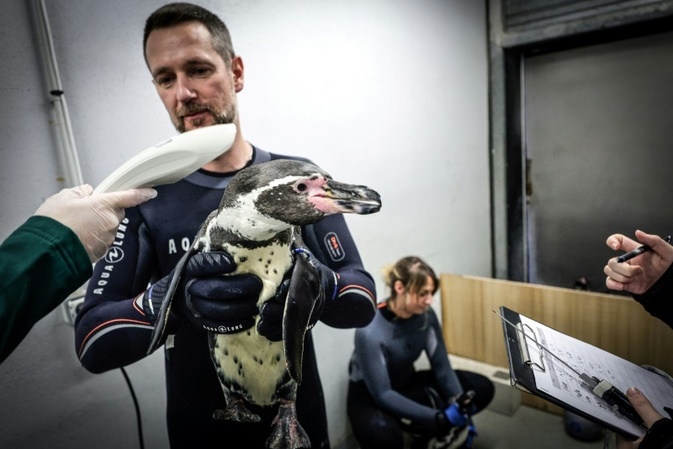 Schlangestehen beim Tierarzt: Pinguine im Pariser Zoo gegen Vogelgrippe geimpft