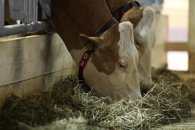 Erzeugerpreise landwirtschaftlicher Produkte gesunken