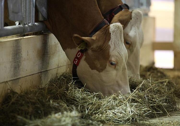 Erzeugerpreise landwirtschaftlicher Produkte gesunken