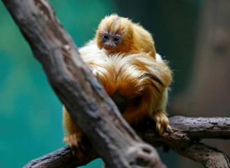 Interpol: Illegaler Handel mit lebenden Tieren auf Rekordniveau