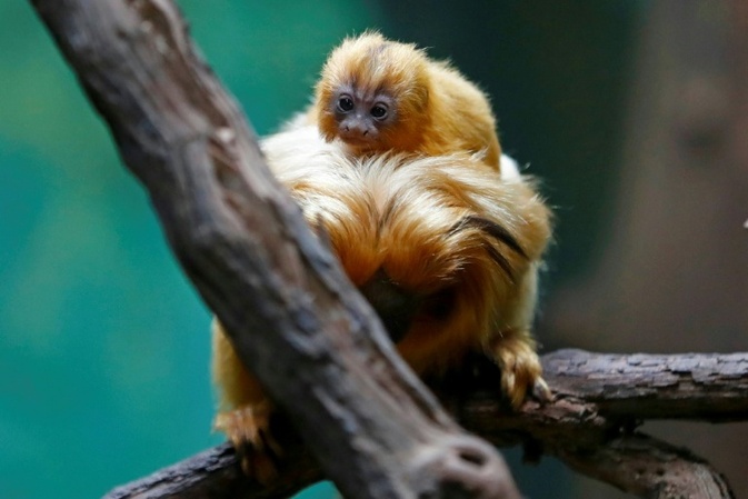 Interpol: Illegaler Handel mit lebenden Tieren auf Rekordniveau