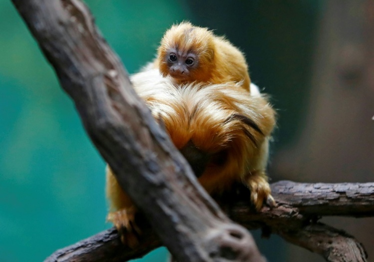 Interpol: Illegaler Handel mit lebenden Tieren auf Rekordniveau