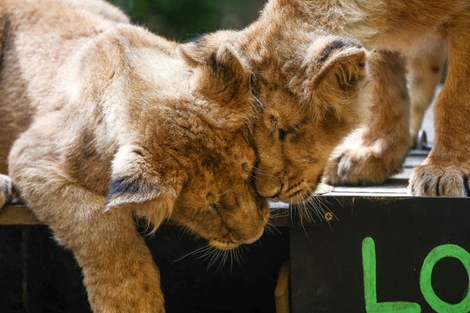 Löwenbabys im Kölner Zoo geboren