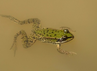 Naturschützer kritisieren von Koalition geplante Einschränkung von Verbandsklagerecht