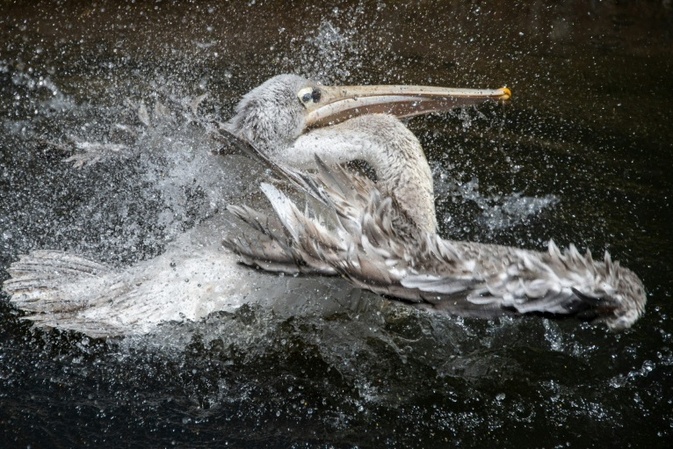 Ausbruch von Vogelgrippe in Leipziger Zoo: Alle Pelikane getötet
