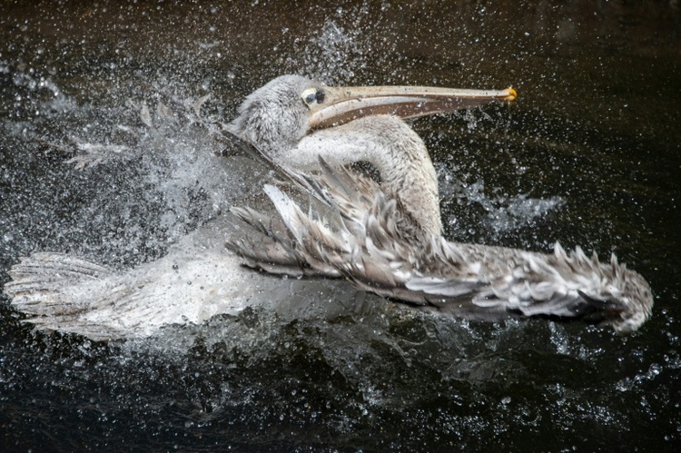 Ausbruch von Vogelgrippe in Leipziger Zoo: Alle Pelikane getötet