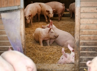 China kündigt ''Antidumping''-Zölle auf Schweinefleisch aus der EU an