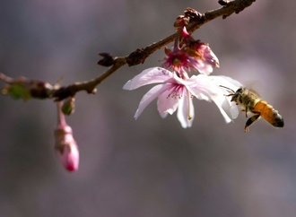 EU-Kommission will bestimmte Pestizide zeitlich unbegrenzt zulassen