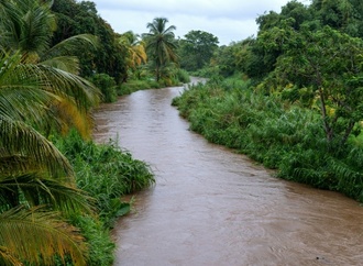 Mehr als 100 neue Arten auf französischen Antillen entdeckt