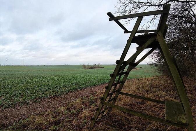Wolf soll ins Bundesjagdgesetz aufgenommen werden