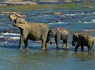 Sieben Elefanten bei Zusammenstoß mit Zug in Indien getötet