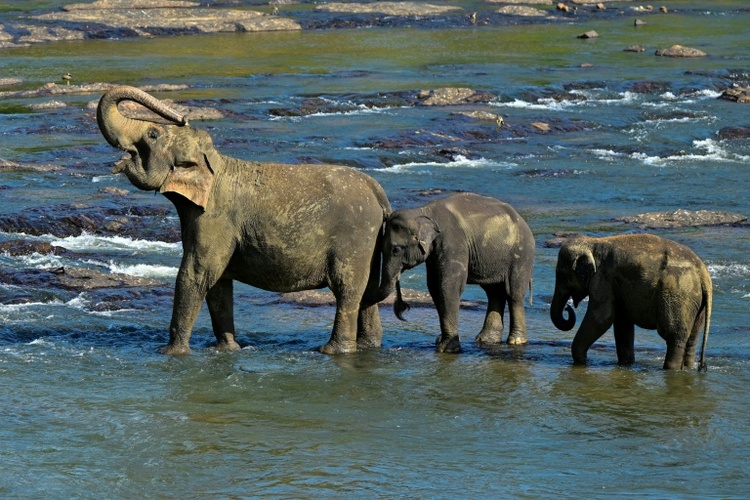 Sieben Elefanten bei Zusammenstoß mit Zug in Indien getötet