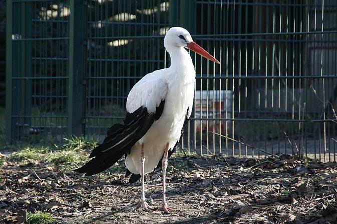 NRW-Umweltminister in Sorge um Störche