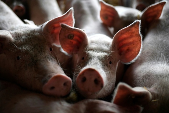 Schweinebestand in Deutschland leicht gewachsen