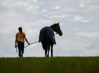 Frau stirbt nach Pferdeunfall bei Kassel - Böller als Auslöser vermutet