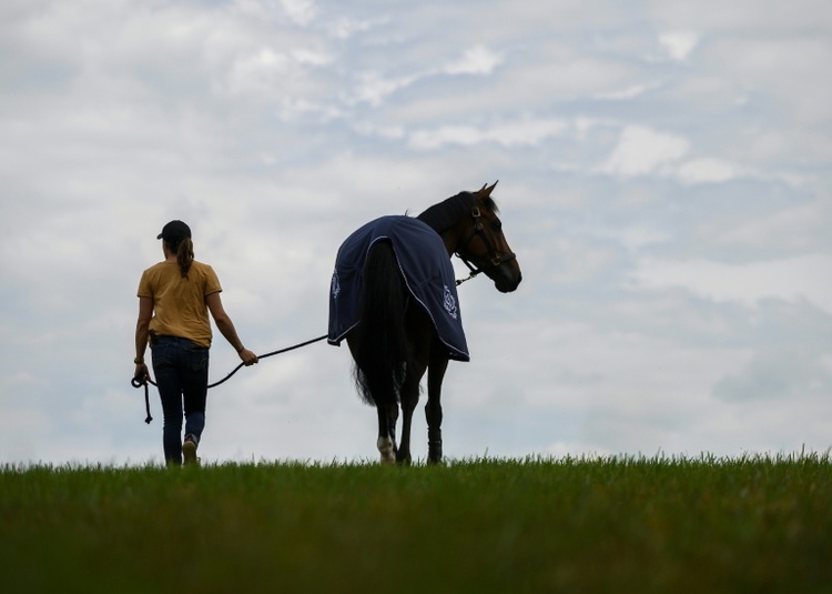 Frau stirbt nach Pferdeunfall bei Kassel - Böller als Auslöser vermutet