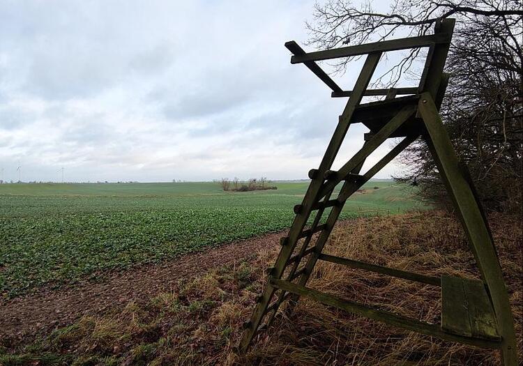 Wolf im Jagdrecht - NRW-Umweltminister fordert Nachbesserungen