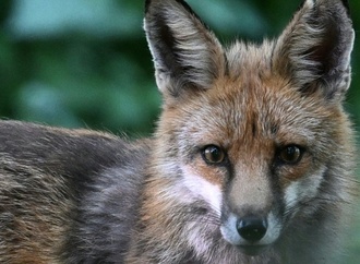 Niedersachsen: Fuchs beißt Fünfjährige ins Bein - Tier eingefangen und getötet