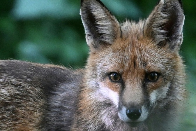 Niedersachsen: Fuchs beißt Fünfjährige ins Bein - Tier eingefangen und getötet