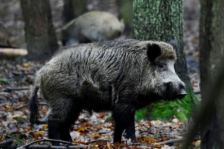 Wildschwein in Swimmingpool von Familie ruft Behörden in Brandenburg auf Plan