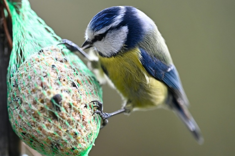 Naturschützer rufen zur Zählung der Wintervögel auf