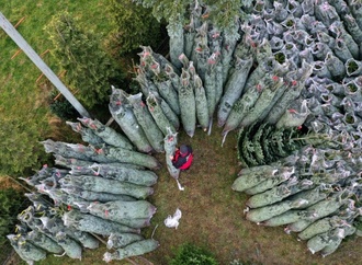 Frau wirft Weihnachtsbaum aus dem sechsten Stock: 88-Jährige in Bayern verletzt