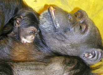 Als ''Genie'' bekannte Schimpansin Ai mit 49 Jahren in Japan gestorben